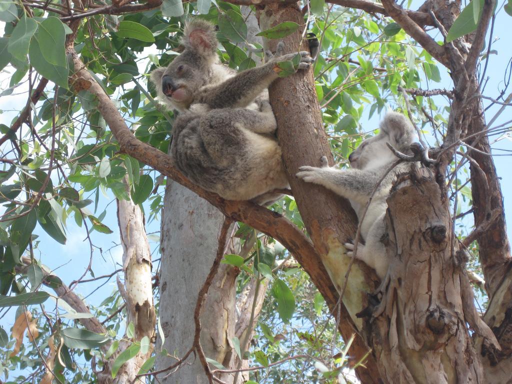 Magnetic Island Bed And Breakfast Horseshoe Bay Esterno foto