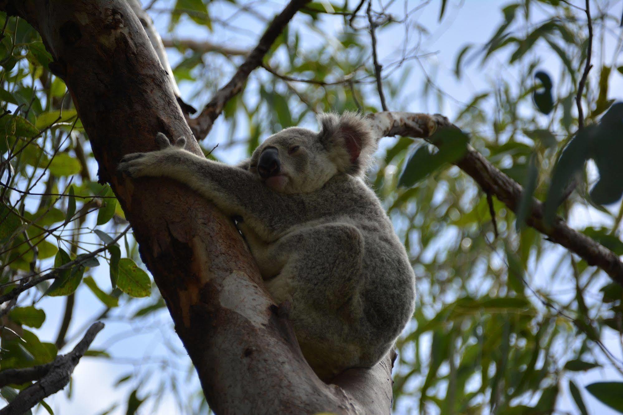 Magnetic Island Bed And Breakfast Horseshoe Bay Esterno foto